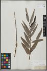 Foto von Salix viminalis L.